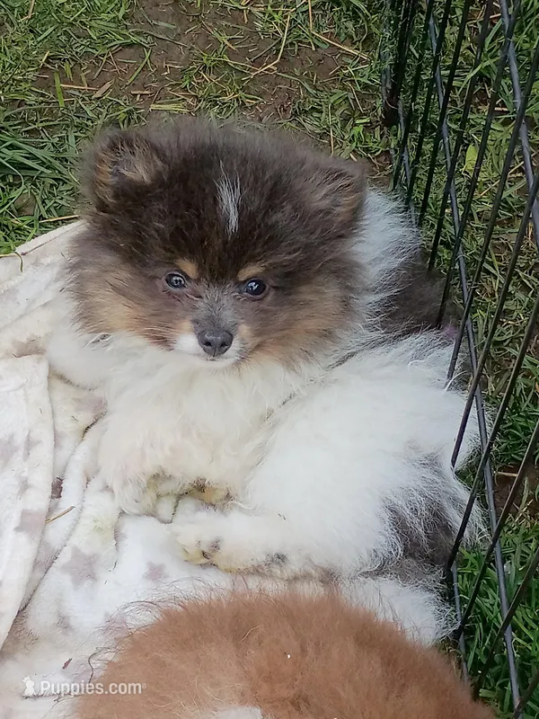 'Donald' – Pomeranian puppy for sale in Lebanon, OR