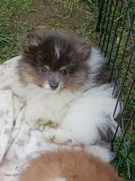 DONALD- Blue & Tan Parti, a male Pomeranian for sale in Lebanon, OR – 9 of 10