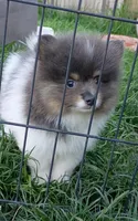 'Donald', a male Pomeranian for sale in Lebanon, OR – Photo 2 of 5