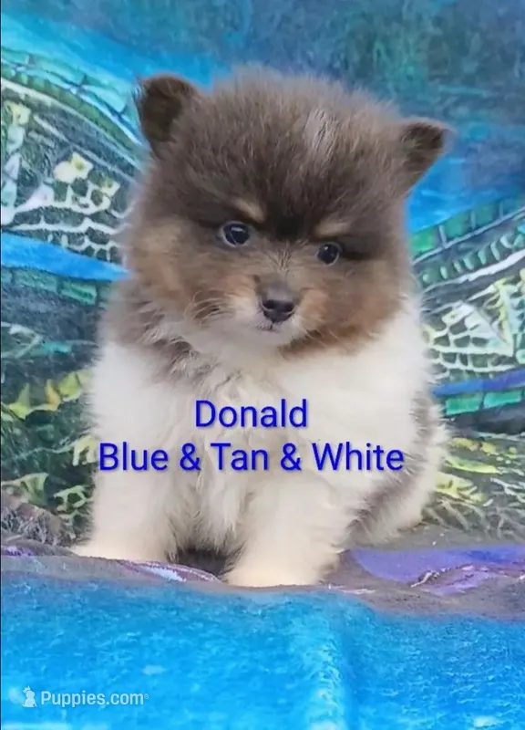 'Donald' – Pomeranian puppy for sale in Lebanon, OR