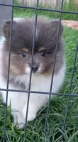 'Donald', a male Pomeranian for sale in Lebanon, OR – Photo 3 of 5