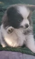 Zeek, a male Pomeranian for sale in Lebanon, OR – 9 of 10