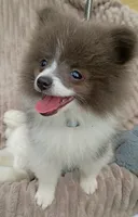 PLUTO- Blue & White Parti/Small, a male Pomeranian for sale in Lebanon, OR – 3 of 10