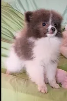 PLUTO- Blue & White Parti/Small, a male Pomeranian for sale in Lebanon, OR – 7 of 10