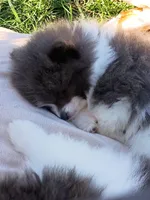 'Pluto', a male Pomeranian for sale in Lebanon, OR – Photo 5 of 5