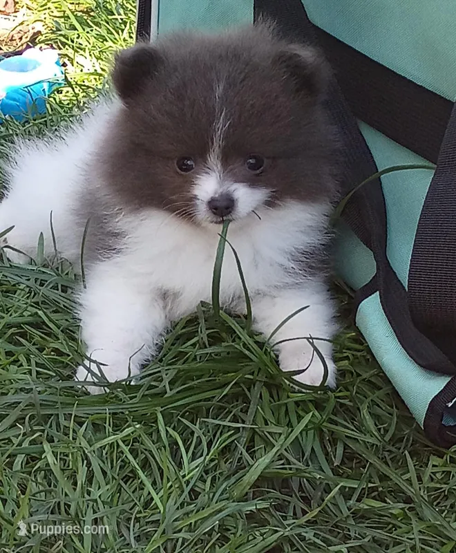 'Pluto' – Pomeranian puppy for sale in Lebanon, OR