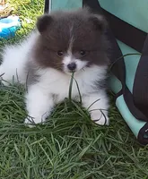 'Pluto', a male Pomeranian for sale in Lebanon, OR – Photo 2 of 5