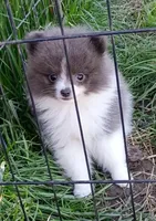 'Pluto', a male Pomeranian for sale in Lebanon, OR – Photo 4 of 5