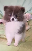 PLUTO- Blue & White Parti/Small, a male Pomeranian for sale in Lebanon, OR – 6 of 10