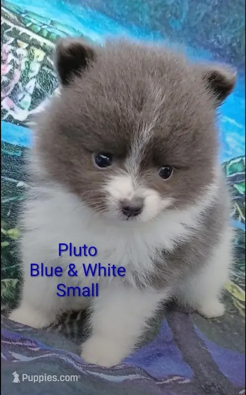'Pluto' – Pomeranian puppy for sale in Lebanon, OR