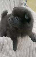 JET- Jet Black, a male Pomeranian for sale in Lebanon, OR – 4 of 10