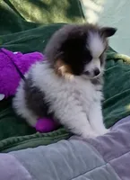 Zeek, a male Pomeranian for sale in Lebanon, OR – 10 of 10