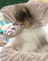 DONALD- Blue & Tan Parti, a male Pomeranian for sale in Lebanon, OR – 5 of 10