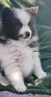 Zeek, a male Pomeranian for sale in Lebanon, OR – 5 of 10