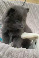 SLATE- Solid Blue, a male Pomeranian for sale in Lebanon, OR – 3 of 10
