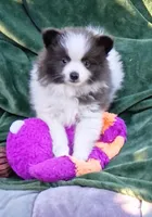 Zeek, a male Pomeranian for sale in Lebanon, OR – 4 of 10