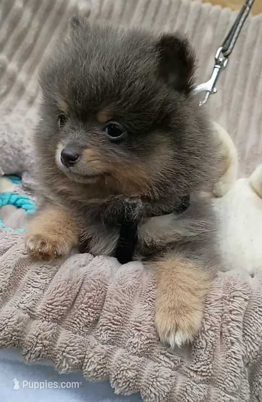 COAL- Blue & Tan – Pomeranian puppy for sale in Lebanon, OR