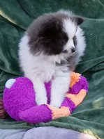 Zeek, a male Pomeranian for sale in Lebanon, OR – 7 of 10