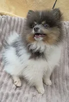 DONALD- Blue & Tan Parti, a male Pomeranian for sale in Lebanon, OR – 4 of 10