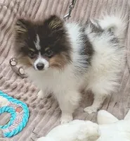 MICKY- Blue & Tan Parti, a male Pomeranian for sale in Lebanon, OR – 4 of 10