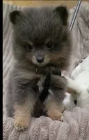 COAL- Blue & Tan, a male Pomeranian for sale in Lebanon, OR – 3 of 10