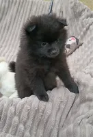 JET- Jet Black, a male Pomeranian for sale in Lebanon, OR – 3 of 10