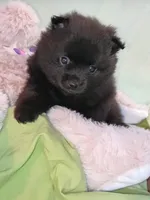 JET, a male Pomeranian for sale in Lebanon, OR – 3 of 6