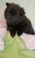 JET, a male Pomeranian for sale in Lebanon, OR – 4 of 6