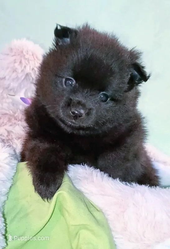 JET – Pomeranian puppy for sale in Lebanon, OR