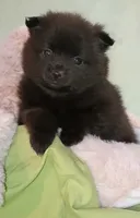 JET, a male Pomeranian for sale in Lebanon, OR – 2 of 6