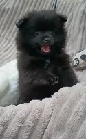 JET- Jet Black, a male Pomeranian for sale in Lebanon, OR – 2 of 10