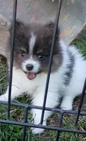 'Micky', a male Pomeranian for sale in Lebanon, OR – Photo 4 of 6