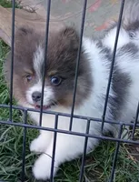 'Micky', a male Pomeranian for sale in Lebanon, OR – Photo 3 of 6