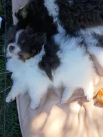 'Micky', a male Pomeranian for sale in Lebanon, OR – Photo 6 of 6