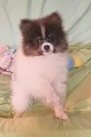 MICKY- Blue & Tan Parti, a male Pomeranian for sale in Lebanon, OR – 7 of 10
