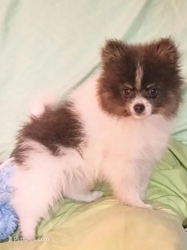'Micky' – Pomeranian puppy for sale in Lebanon, OR