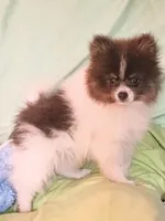 MICKY- Blue & Tan Parti, a male Pomeranian for sale in Lebanon, OR – 5 of 10