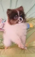 MICKY- Blue & Tan Parti, a male Pomeranian for sale in Lebanon, OR – 6 of 10