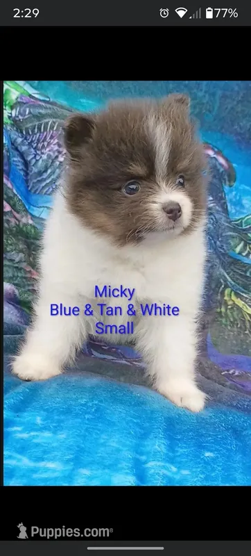 'Micky' – Pomeranian puppy for sale in Lebanon, OR