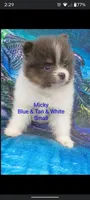 'Micky', a male Pomeranian for sale in Lebanon, OR – Photo 1 of 6