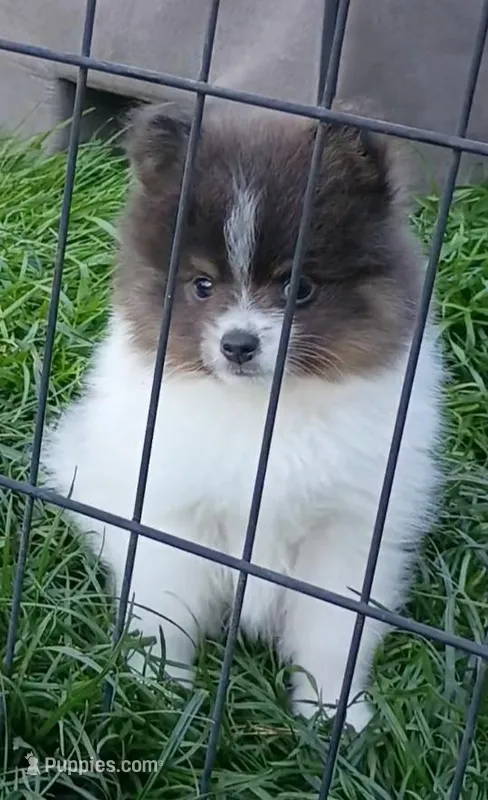 'Micky' – Pomeranian puppy for sale in Lebanon, OR