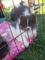 'Micky', a male Pomeranian for sale in Lebanon, OR – Photo 5 of 6