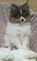 MICKY- Blue & Tan Parti, a male Pomeranian for sale in Lebanon, OR – 2 of 10