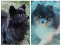 Slate , a male Pomeranian for sale in Lebanon, OR – 7 of 7