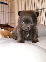 Slate , a male Pomeranian for sale in Lebanon, OR – 6 of 7