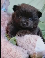 Slate , a male Pomeranian for sale in Lebanon, OR – 4 of 7