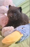 Slate , a male Pomeranian for sale in Lebanon, OR – 2 of 7