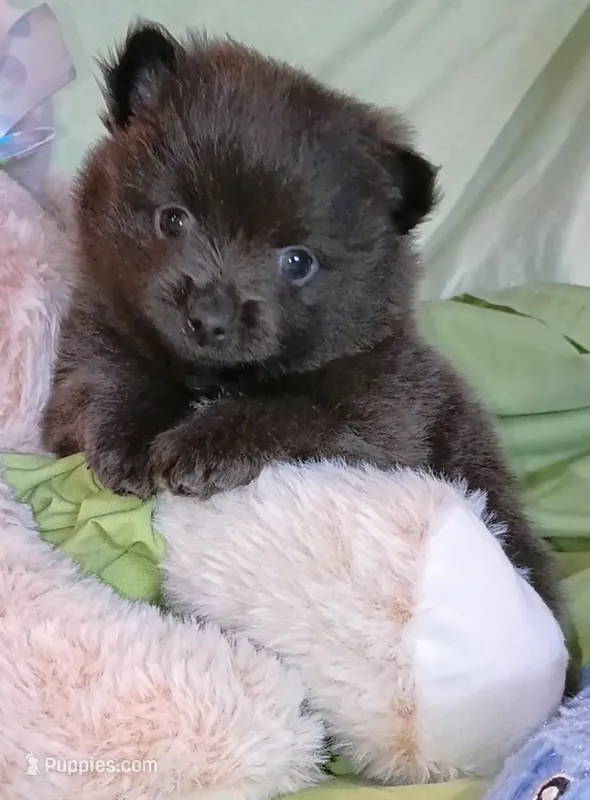Slate  – Pomeranian puppy for sale in Lebanon, OR