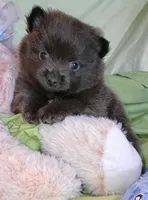 Slate , a male Pomeranian for sale in Lebanon, OR – 1 of 7