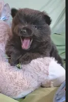 Slate , a male Pomeranian for sale in Lebanon, OR – 5 of 7